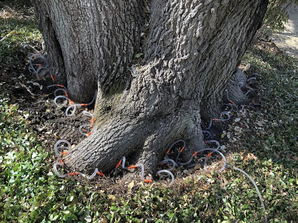 Detailed Tree Cabling and Bracing job site in Campbellsville