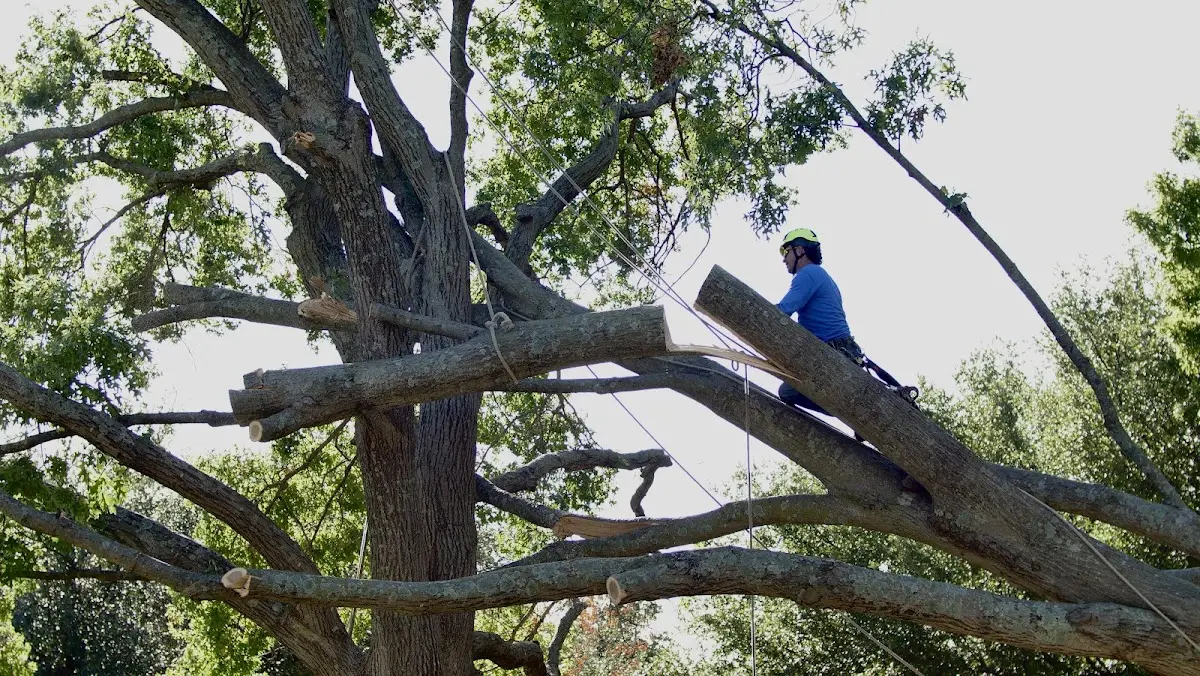 Professional Crown Thinning performed by certified arborists in Campbellsville